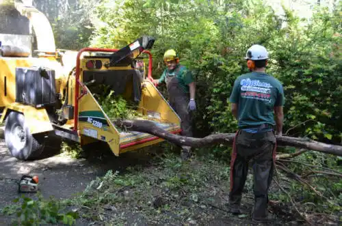 tree services Tacna